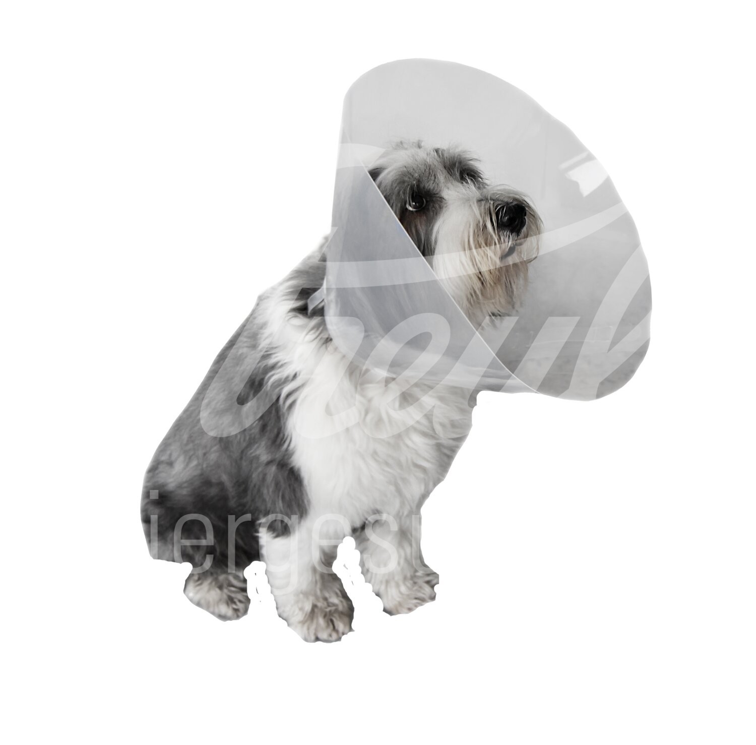 WDT Halskragen Snap and Go 10 cm 10 Stück