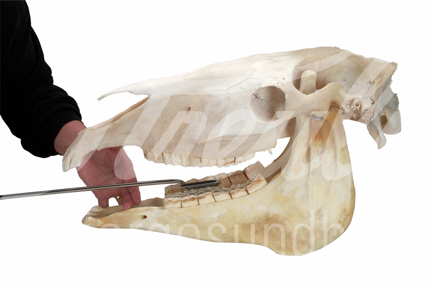 EQUIVET MagFloat Zahnraspel f. u. Backenzähne (6-11) 1Stk