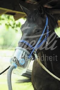 Air-One Gummidichtung Pony/Shetty/Fohlen 1 Stück