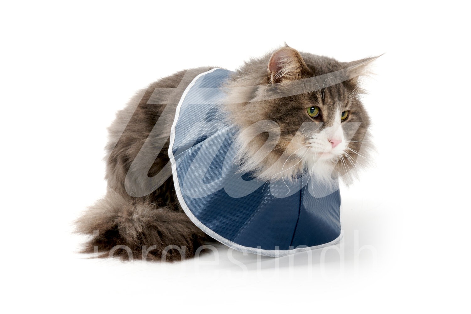 BUSTER Halskragen Soft Katzen und kl. Hunde 10 Stück BUSTER Halskragen Soft Katzen und kl. Hunde 10 Stück