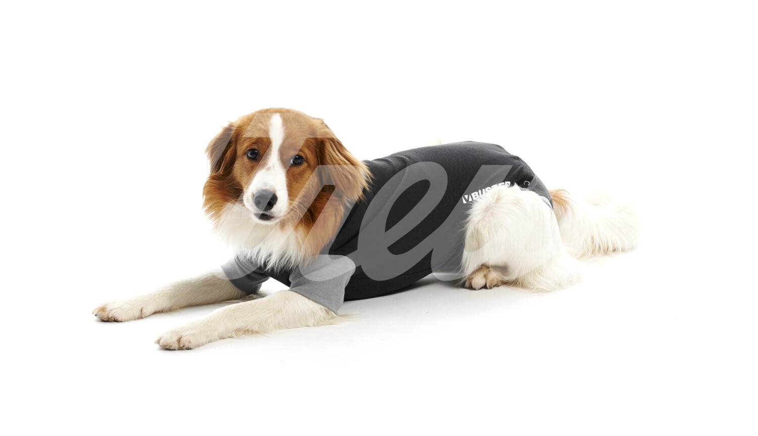 BUSTER Body Suit Classic Hündin & Rüde Gr. S 1 Stück BUSTER Body Suit Classic Hündin & Rüde Gr. S 1 Stück