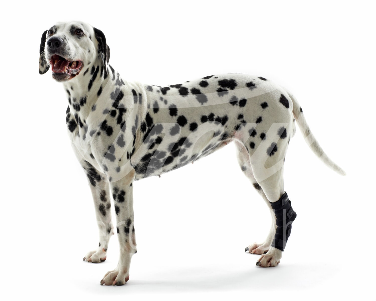 KRUUSE Rehab Hund Sprunggelenkschutz Gr. L 1 Stück