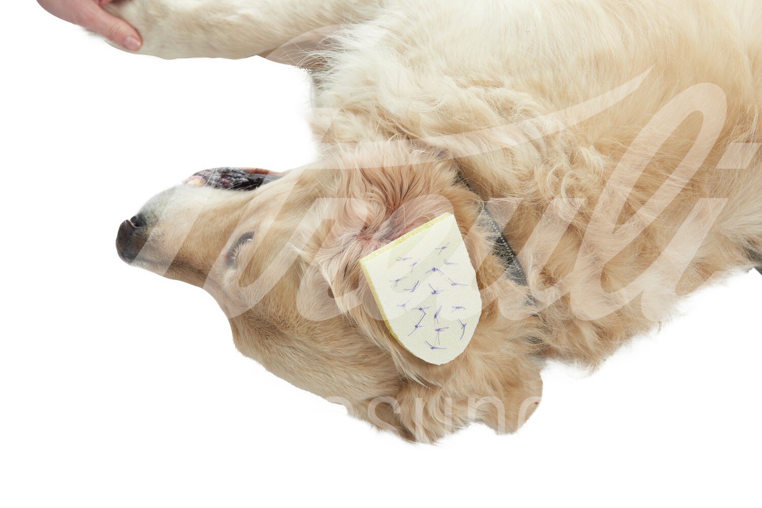 BUSTER Othaematom-Kompresse steril 12 x 8 cm 10 Stück