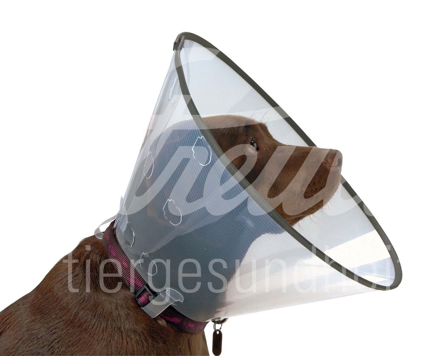 BUSTER Halskragen Comfort transp. Schnell-Versch. 7.5cm 5Stk BUSTER Halskragen Comfort transp. Schnell-Versch. 7.5cm 5Stk