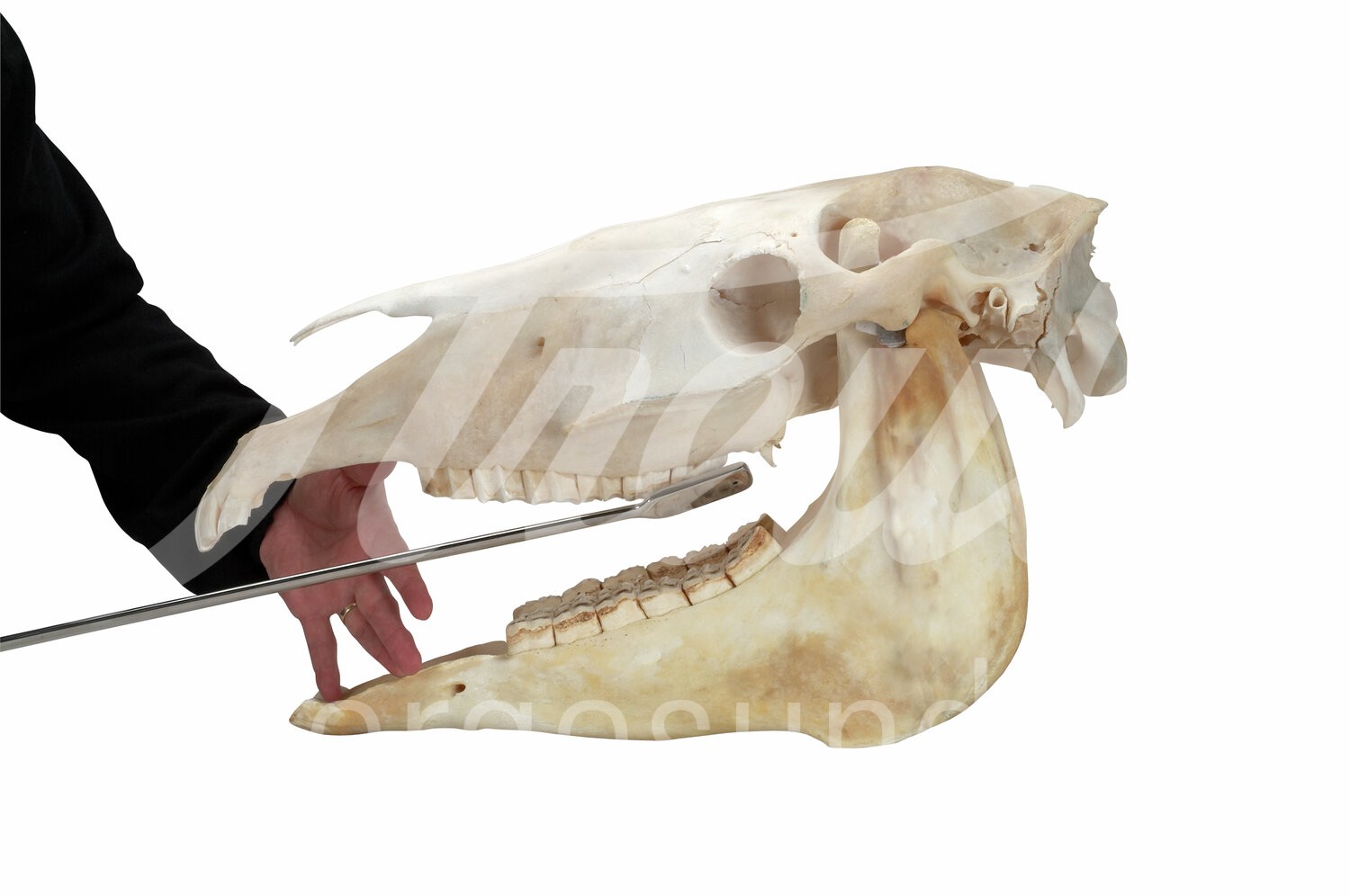 EQUIVET MagFloat Zahnraspel f. o. & untere Molar (11) 1 Stk